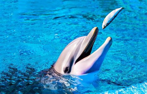 el delfín explicado para niños características vida y más
