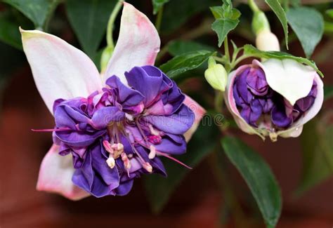 Deep Purple Double Fuchsia Blooms Opening In June 2021 Stock Photo