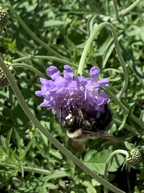 A Bee Other Than A Bumble Bee Or Honey Bee Spotted On 672020 Beespotter University Of Illinois