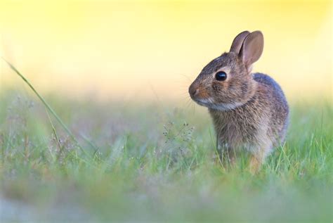 Whats The Difference Between Wild Cottontail Rabbits And Feral Rabbits