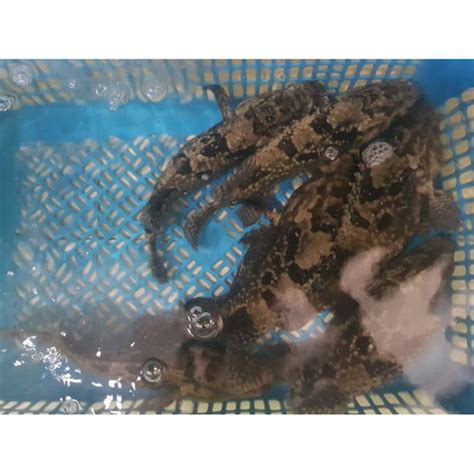 Jual IKAN KERAPU MACAN HIDUP LIVE 1 KG 3 EKOR Kota Tangerang