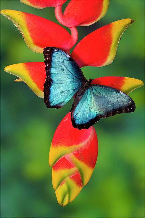 Blue Morpho Butterfly Sitting Photograph By Darrell Gulin
