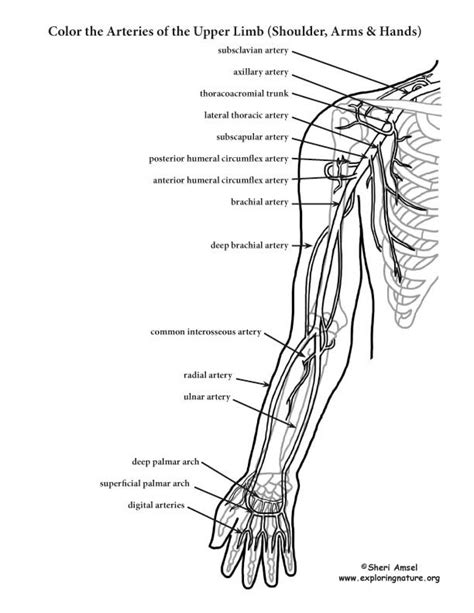 Arteries Of The Upper Limb Shoulder Arm Hand Coloring Page Anatomy