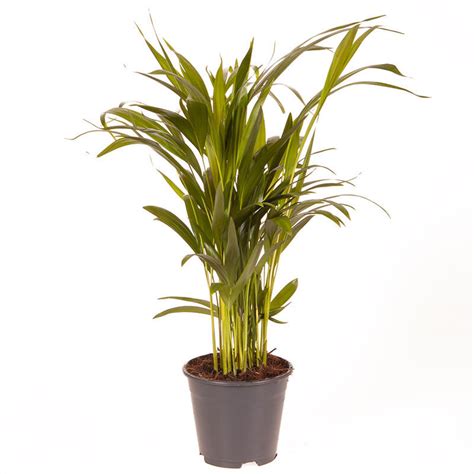 Areca Palm Butterfly Palm 14cm Pot 50 60cm Tall Easy Care Indoor