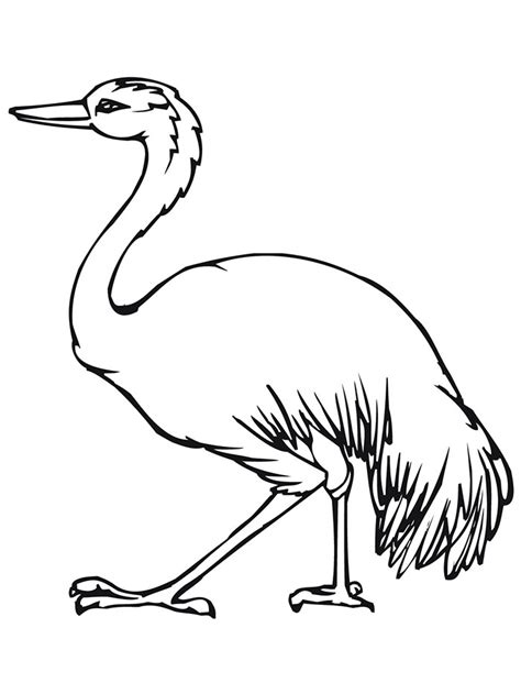 Emu Coloring Page At Free Printable
