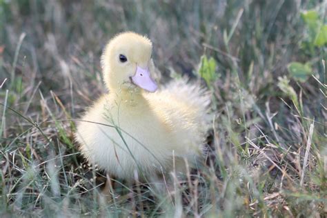 Ducklings Cygnets And Goslings Flickr