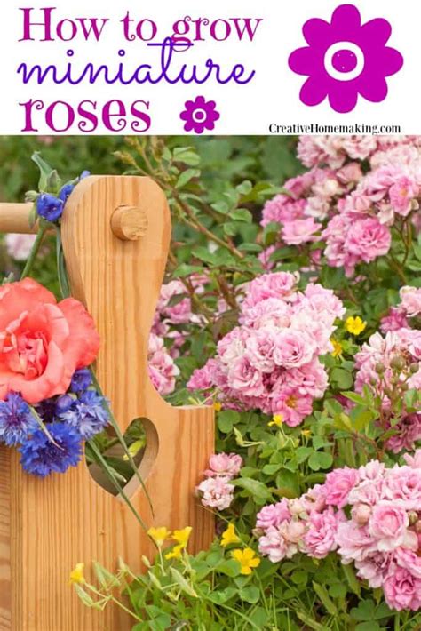 The Secret To Growing Miniature Roses Creative Homemaking