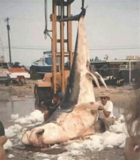Great White18ft3500 Lbs Largest Fish Ever Caught On Rod And Reel