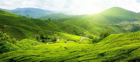 Many of the activities won't take long and can be squeezed into a relatively short space of. Asia-Malaysia-Borneo-Cameron-Highlands.jpg (1024×460 ...