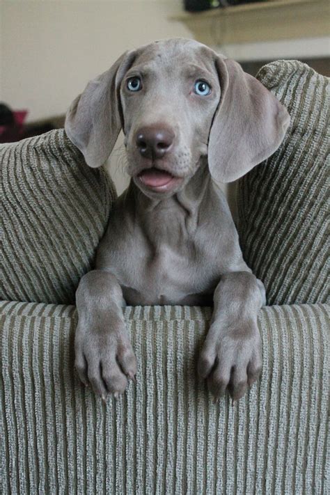 Weimaraner So Sweet Aw ️ Tiere Hunde Taschen Luppies