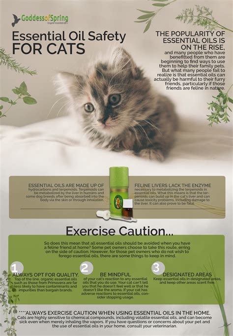 I only apply mixtures directly to me and steam in the shower. Essential Oils and Your Cat: What You Need to Know ...