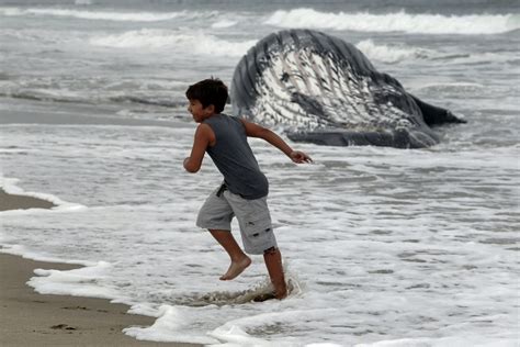 Valley News Dead Whale Towed Off Calif Beach Ahead Of Holiday