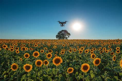 Sunset Over The Field Of Sunflowers And Flying Drone Stock Photo