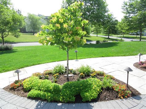 13 Decorative Trees For Front Yard Design Dhomish
