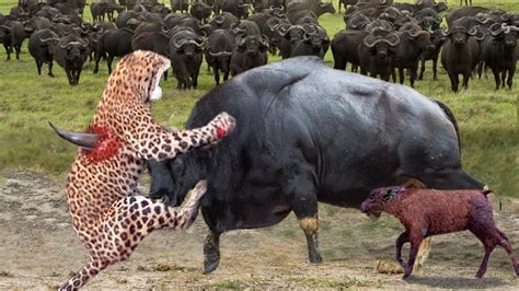 Mother Buffalo Uses Sharp Horns Attack Leopard To Protect Baby Buffalo