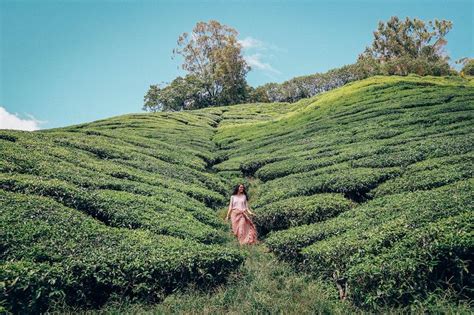 Besides boh, the bharat tea plantation is another place you can visit. Cameron Highlands one day trip - with prices and bonus ...