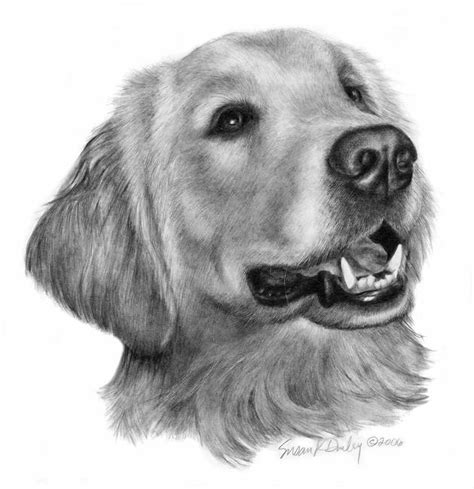 Stunning Golden Retriever Pencil Drawings And