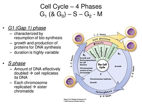 Phase G2 Gap Phase Second Gap Phase 2 Gap Phases Second G2 Phases