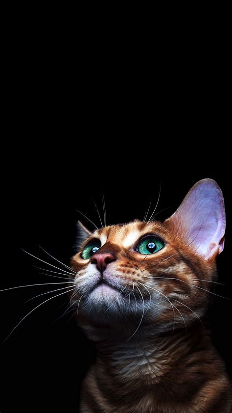 Tier Wallpaper 4k Wallpaper Iphone Cute Cat Wallpaper Animal