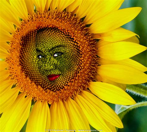 Sunflower Face A Combination Of Two Older Images Andrew Seymour