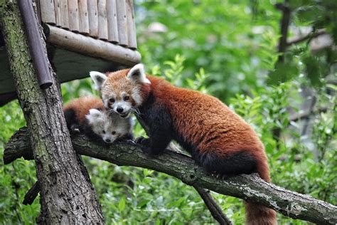 Brno Zoos First Red Panda Cub Makes First Public