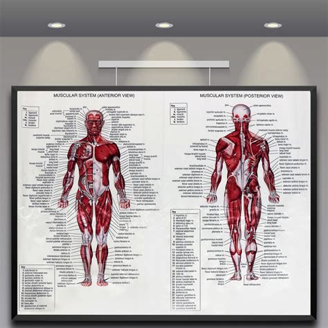 Cm Cm Anatomia Humana Sistema Muscular Arte Poster Im R My Xxx Hot Girl