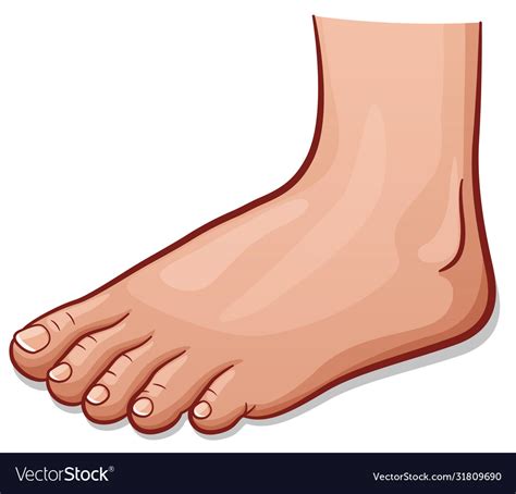 Naked Cartoon Human Feet With Tag Cover Sheet Vector Graphic My XXX