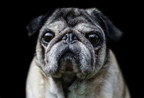Life Expectancy For A Pug