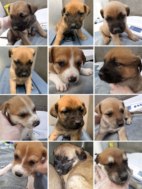 Bc Spca Caring For 12 Puppies Abandoned Near Williams Lake