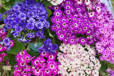 The Best Annuals For Those Shady Spots In Your Backyard Annual