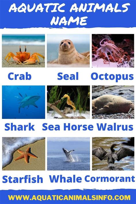60 Aquatic Animals Name List With Pictures Animals Space