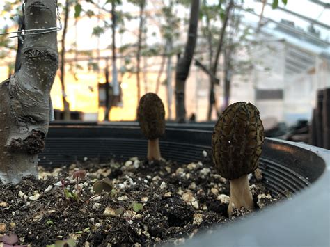 Found these beautiful Morchella Importuna (landscape morels) growing in ...