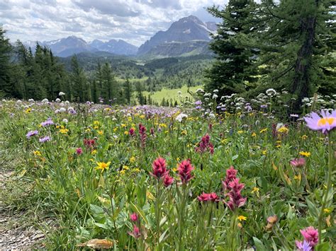 Banff National Park Alberta Ca The Biggest Field Of Wildflowers Ive