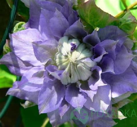 We did not find results for: Клематис Mazury CRATER LAKE (Мазури, Кратерное озеро) - в ...