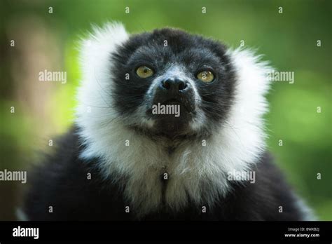 Close Up Of A Black And White Ruffed Lemur Stock Photo Alamy