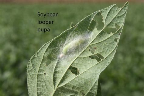 These parameters are usually specific for a particular crop or insect pest. Loopers - UT Crops Pest Guides