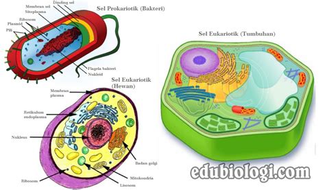 Perbedaan Sel Prokariotik Dan Eukariotik Gambar Dan Tabel Biologi Sel