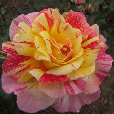 All American Magic Rose Striped Hybrid Tea Style Roses
