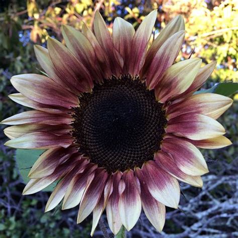 From summer to the fall, large colorful flowers beautify this perennial with purple, white, pink, and red blossoms. Sunflower Seeds: Flower Seed | Annual Flowers