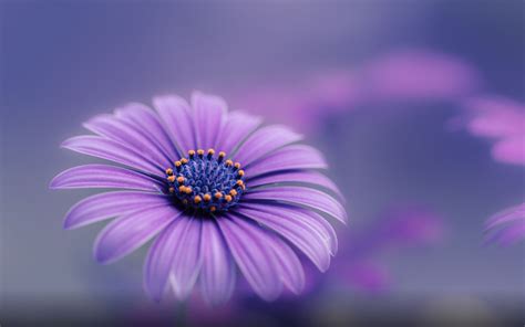 4k White Background ~ Purple Blue Flower Hd Wallpapers For Mobile