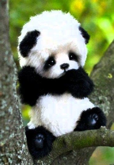 Really Young Panda Baby Animals Super Cute Cute Panda Baby Cute