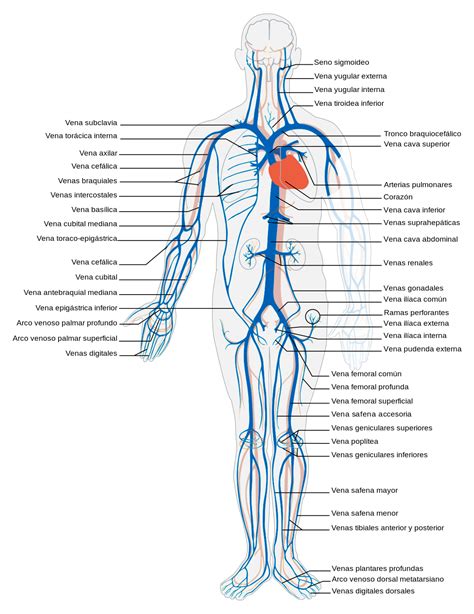 Pin By Fagner Rivero On Anatomía Humana Arteries Anatomy Vascular