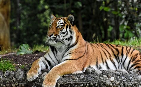 arti mimpi macan tutul
