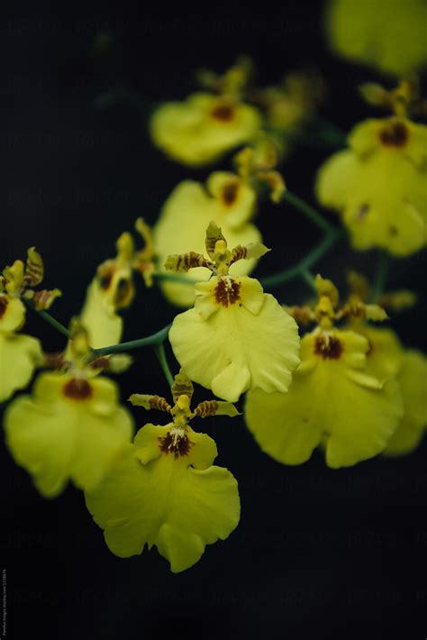 Yellow Orchids Flower By Stocksy Contributor Pansfun Images Stocksy