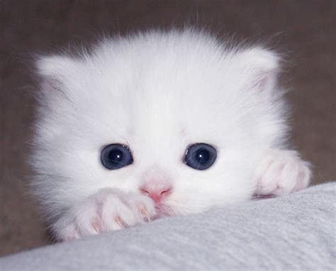 Those cats were the munchkin cat and the teacup persian cat, and they have very different reasons for being small. Pure White Teacup Persian for Adoption: Pure White Teacup ...