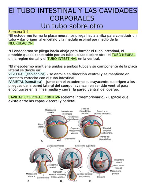 El Tubo Intestinal Y Las Cavidades Corporales El Tubo Intestinal Y