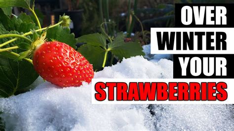 Winterizing Your Strawberry Plants The Definitive Guide Youtube