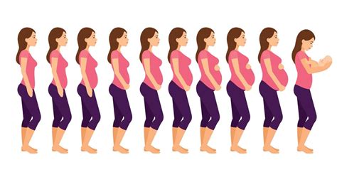 How Your Baby Grows During Pregnancy Month By Month Ur Baby Blog