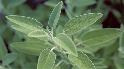 Sage is a drought tolerant plant the prefers the soil to dry out between bouts of watering, however it is an adaptable plant that can grow in many different climates with some adjustments. Pin on House Plants