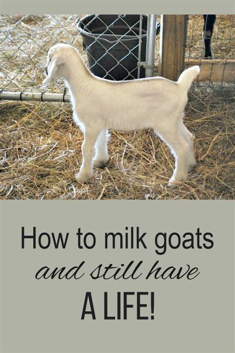 How To Milk Your Goats Just Once A Day Oak Hill Homestead